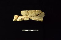 藏品(陶罐)的圖片